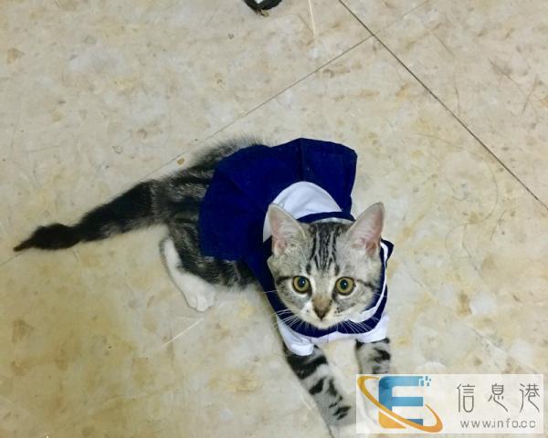 美短加白猫妹妹找新主人