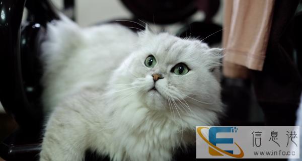 银渐层立耳折耳宠物猫