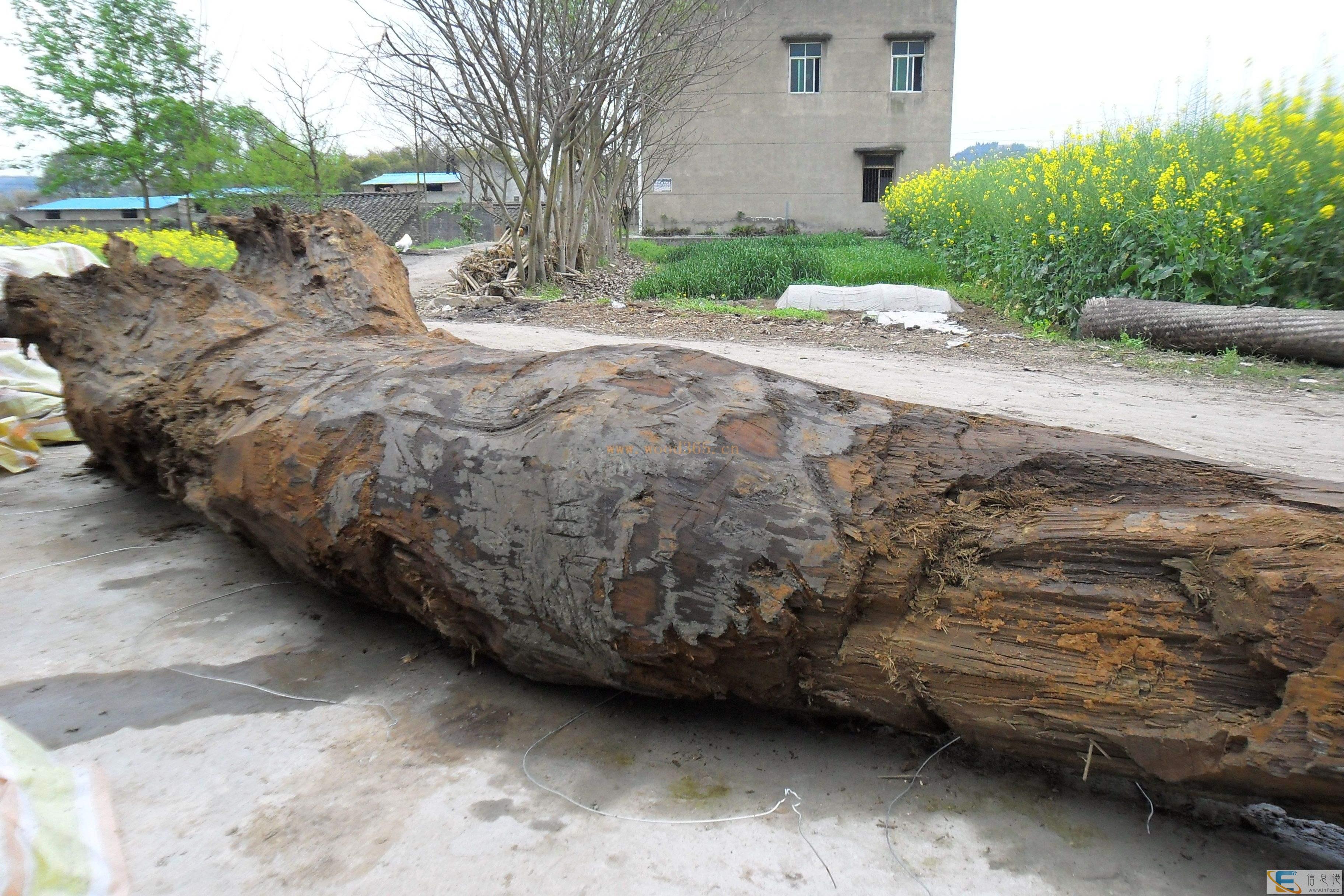 鸡西私人 私下 现金 收购猪砂个人常年高价-当天收购古玩