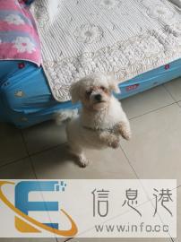 领养小狗，送小狗物品