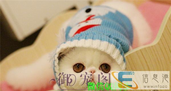 品质第一出售纯种大脸甜美一线加菲猫