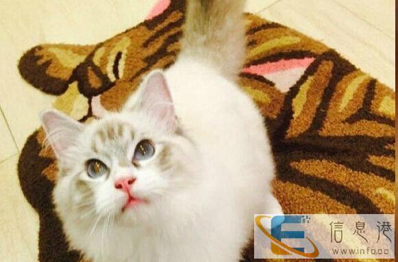 出售纯种健康布偶猫血统优秀名猫之后,健康活波