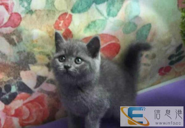专业繁殖英国短毛猫 蓝猫 健康纯种可签订质保协