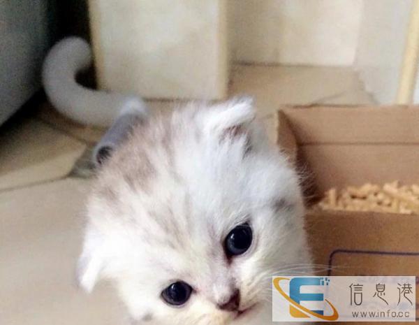 个人养家 苏格兰折耳猫 美短折耳 蓝折耳 包健康