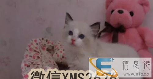 高端精品 布偶猫咪幼 CFA高品质种猫繁殖