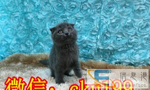 特价蓝猫 疫苗 驱虫已做低价出售 很萌很可爱 保证健康