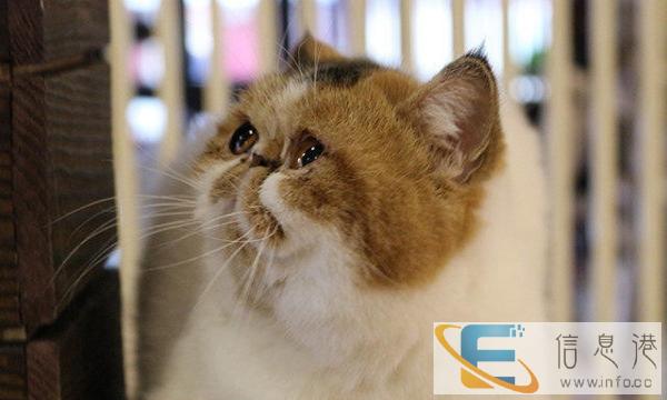 柔小蛮家养CFA血统加菲猫 证书繁育权 母加菲布偶