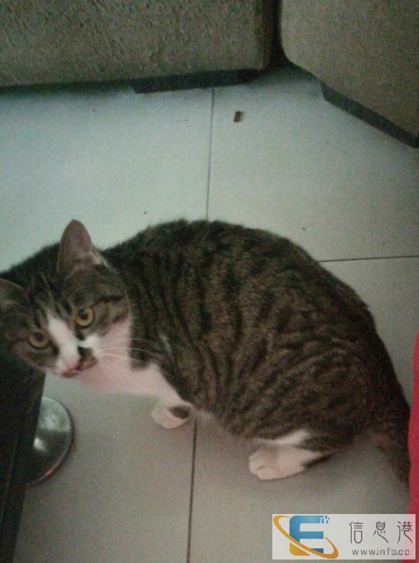 家有小猫一只因个人原因不能继续喂了