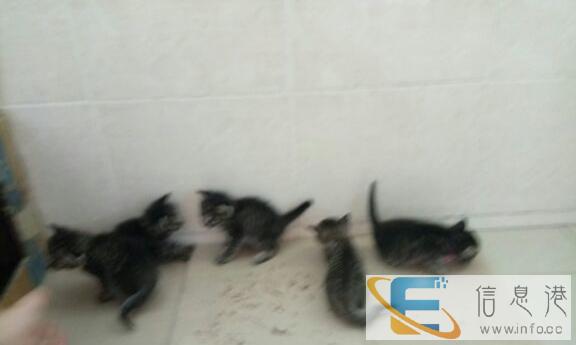 家养狸花猫出售