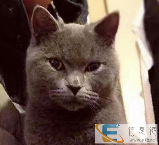 急出英短蓝猫