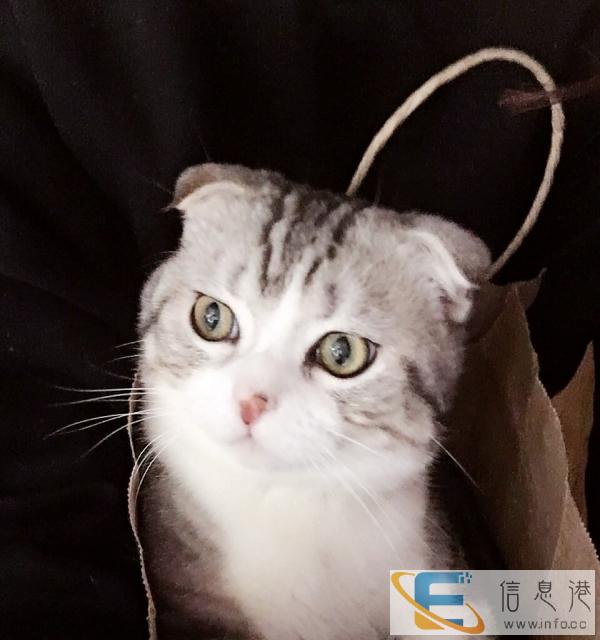 自家猫咪接受配种