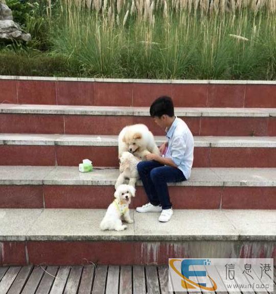 求购一只中华田园喵