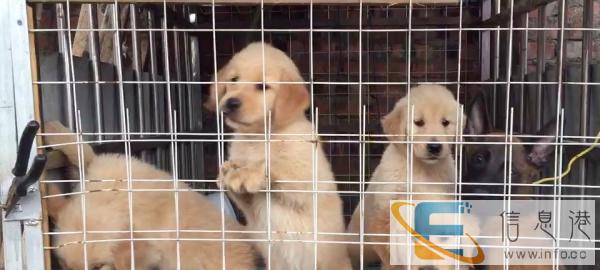 纯种小金毛一公两母找新家