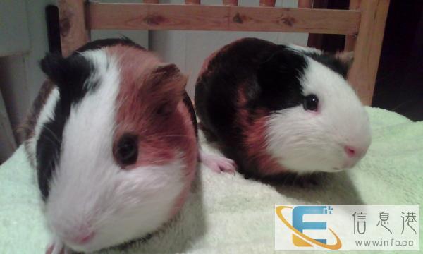 两只豚鼠,跪求收养