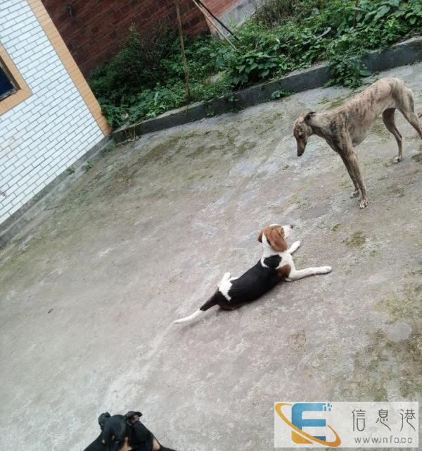 出售比格犬母
