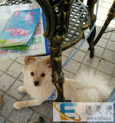 爱心人士帮忙找下我家爱狗,非常急,如是有效信息,毕有重谢