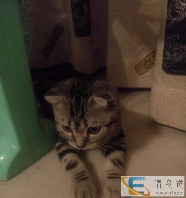 美国折耳银虎斑猫