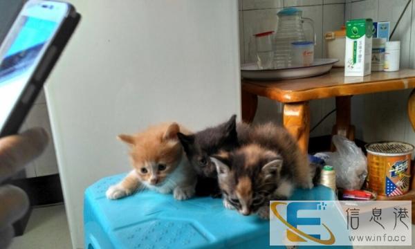 消息绝对真实,萌猫后一只待预定,大家来看一看瞧一瞧