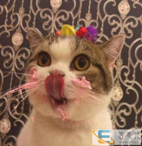 我想领养小猫咪