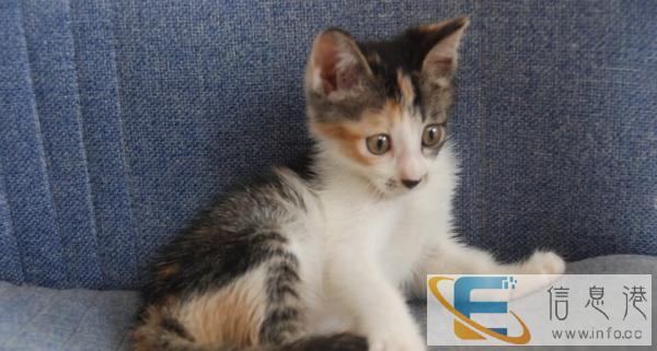 后一只猫猫预定哦