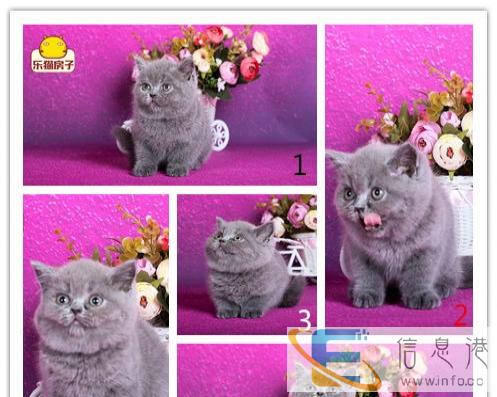 英短蓝猫妹妹找新家