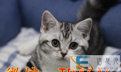 长期出售繁育级名猫 金吉拉 英短 美短 加菲