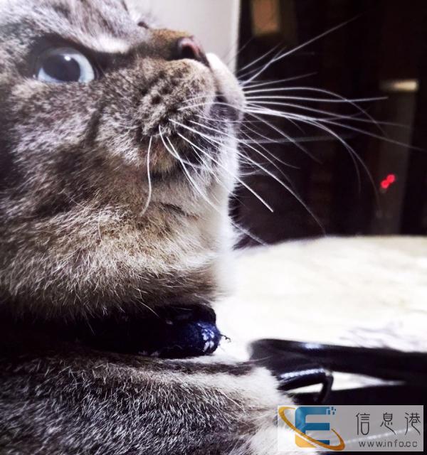 苏格兰折耳猫咪找爱家