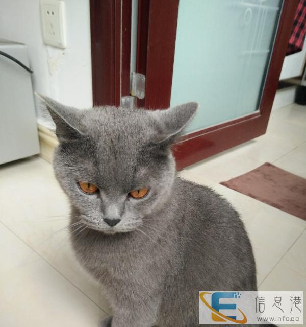 纯种英短蓝猫母