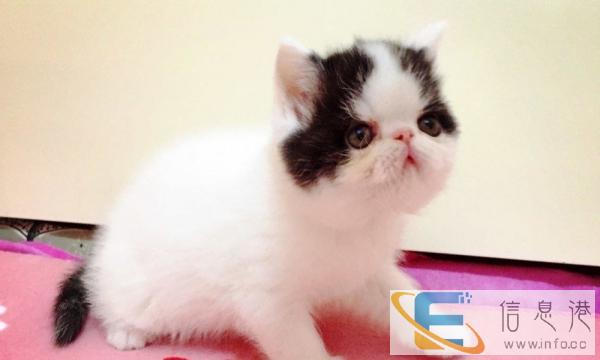 出售加菲猫 波斯猫 金吉拉 异国短毛猫 保健康