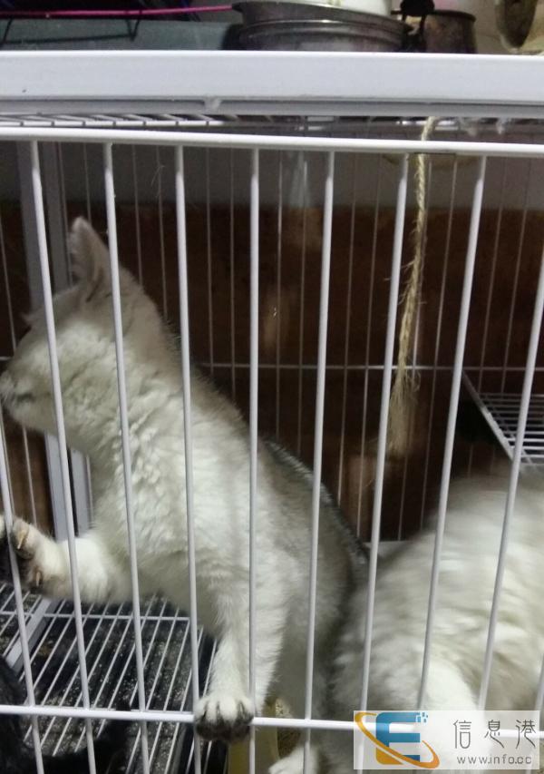 家养的有蓝猫,金吉拉,虎班,渐层,找爱的粑粑麻麻