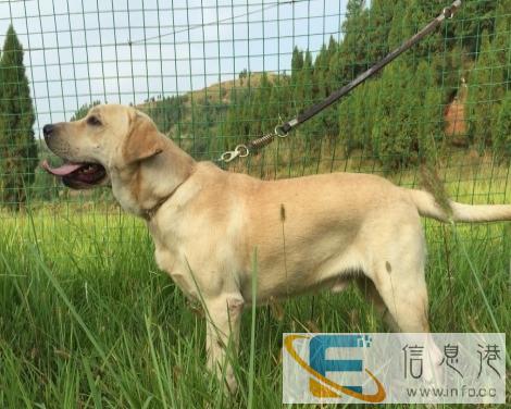 南充萌萌宠物生活会馆拉布拉多种公对外接配