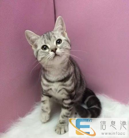 出售纯种漂亮的美国短毛猫 萌萌哒小虎斑猫美短