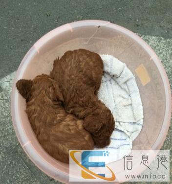 寻狗启事 一枚幼狗