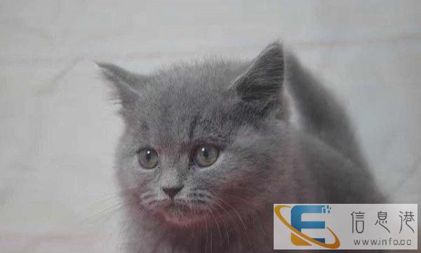 纯种可爱蓝猫,正八蓝白,猫舍养殖,价格可议