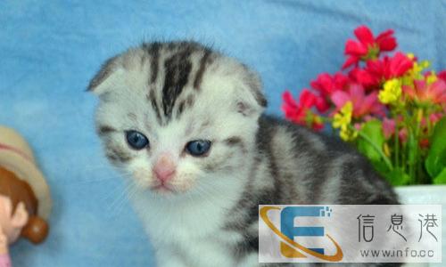 冠军后代苏格兰折耳猫短毛猫出售