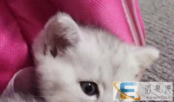 乳色英国短毛猫,家庭式繁育,健康纯种,包驱虫疫苗,价格面议