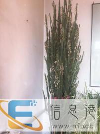 养很多年的龙骨麒麟