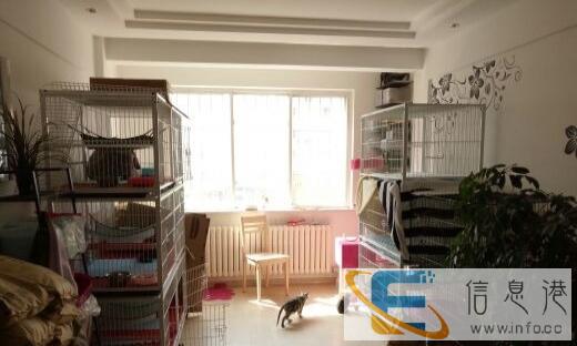 虎斑猫一手养家蓝色康桥