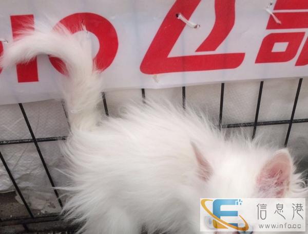 波斯猫自己家养的