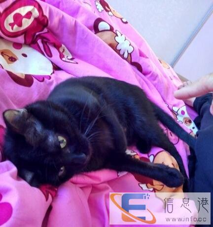 孟买,有猫笼,猫砂盆,猫梳,指甲剪等附属品