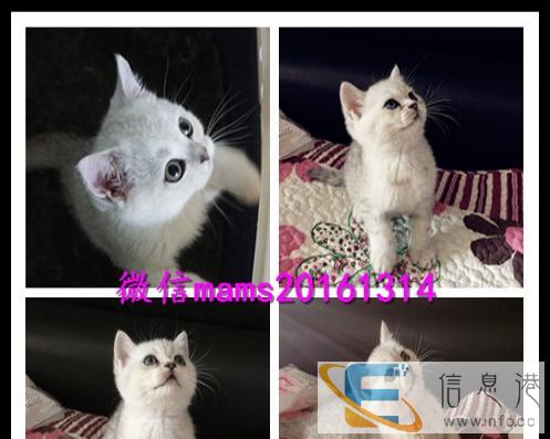 纯种家养美丽温顺金吉拉双血统品质保证健康多只可选