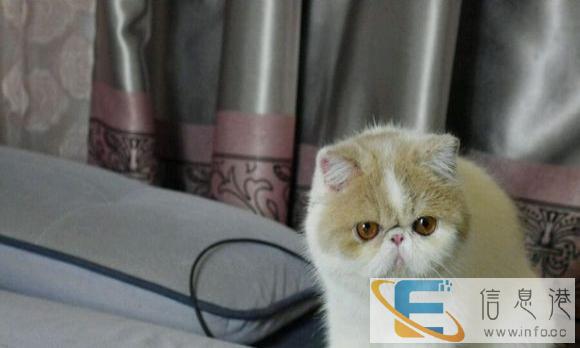 我们只繁育能给您带来快乐的小天使 蓝猫 布偶 金吉拉