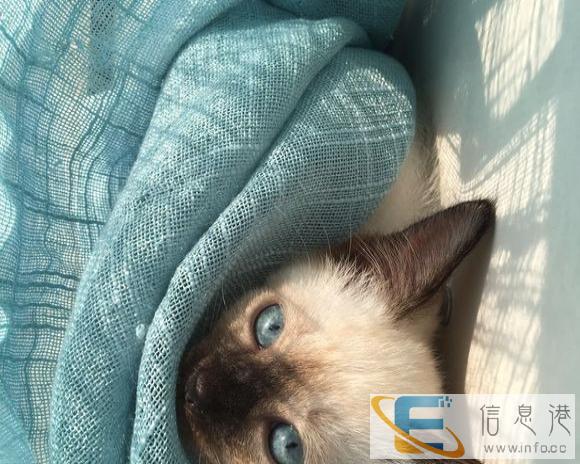 纯种挖煤工 暹罗震撼降临、赶快带回家吧虎斑暹罗猫