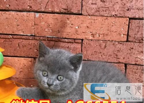 出售英国短毛猫 蓝猫渐层蓝白 美短虎斑 美国短毛猫