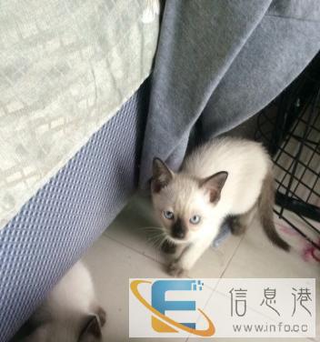 暹罗猫宝宝出售