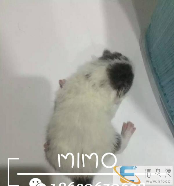 我家的猫咪是自己从小培育,长相个个可爱,个个肥大,家养更健康