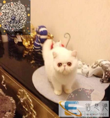 伊诺经典 加菲 重磅来袭-TICA认证血统