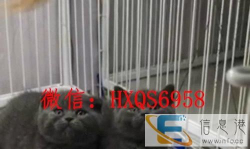 美国CFA注册猫舍双C蓝白英短蓝猫母猫公猫双血统双证
