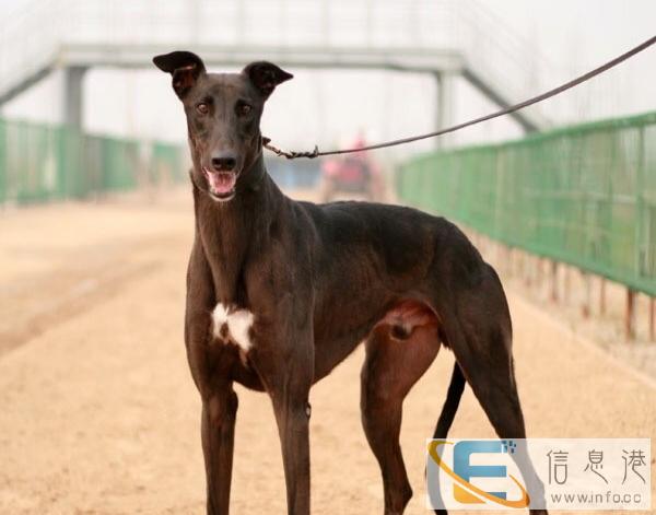 求赠送一只格力犬 灵缇