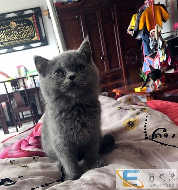 蓝猫弟弟出售